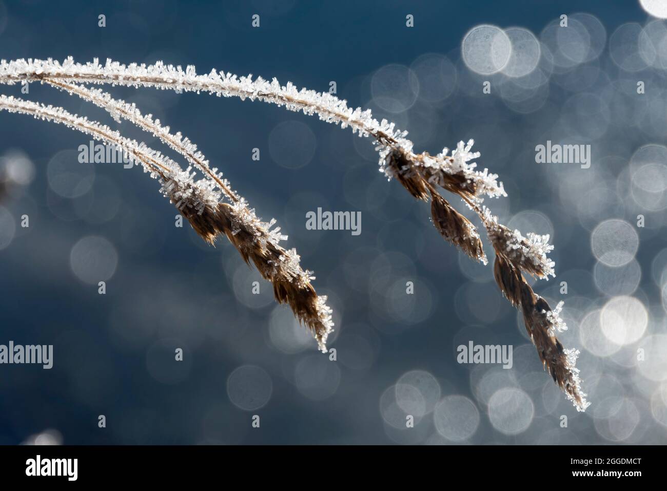 Frost on grass, Arthurs Pass, Canterbury, South Island, New Zealand Stock Photo