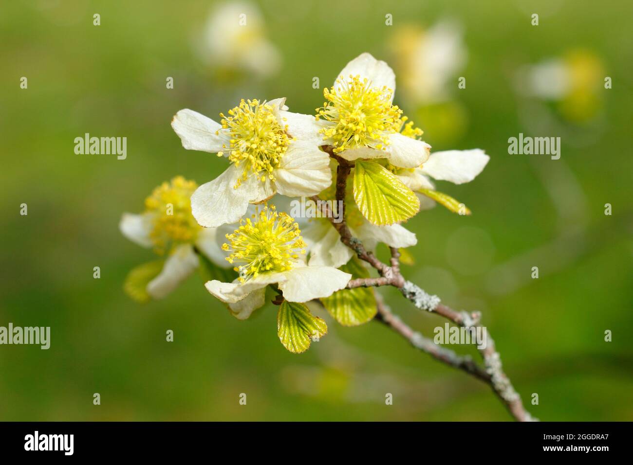 Spring blossoms of Parrotiopsis jacquemontiana, the Himalayan hazel tree; a member of the witch hazel family. UK Stock Photo