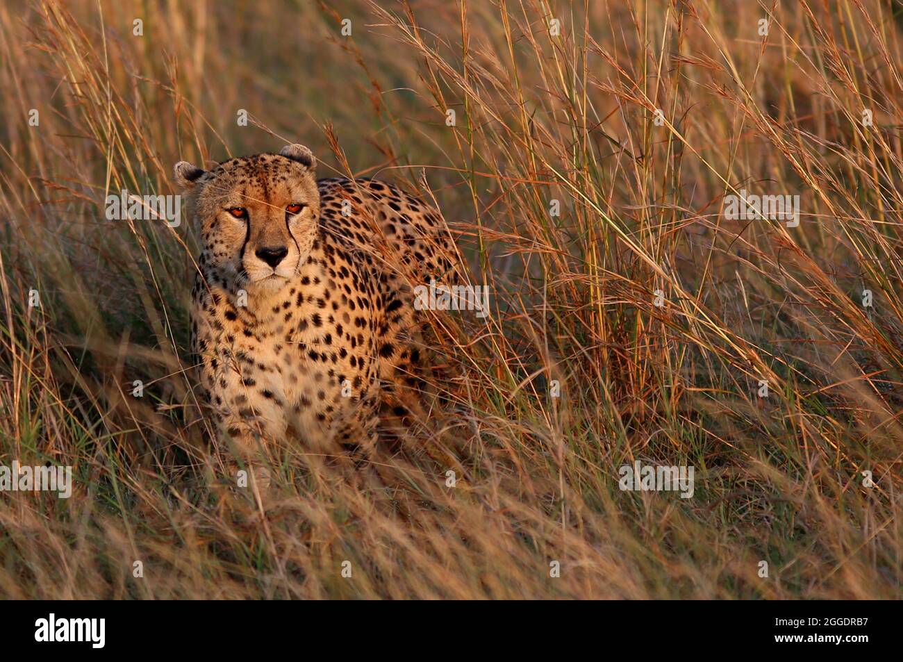 Bedroht, Gefährlich, Geparde sind schöne Raubkatzen oder Großkatzen und die schnellsten Landtiere der Welt.. Afrika, Serengeti, Tansania, Kenia, Stock Photo