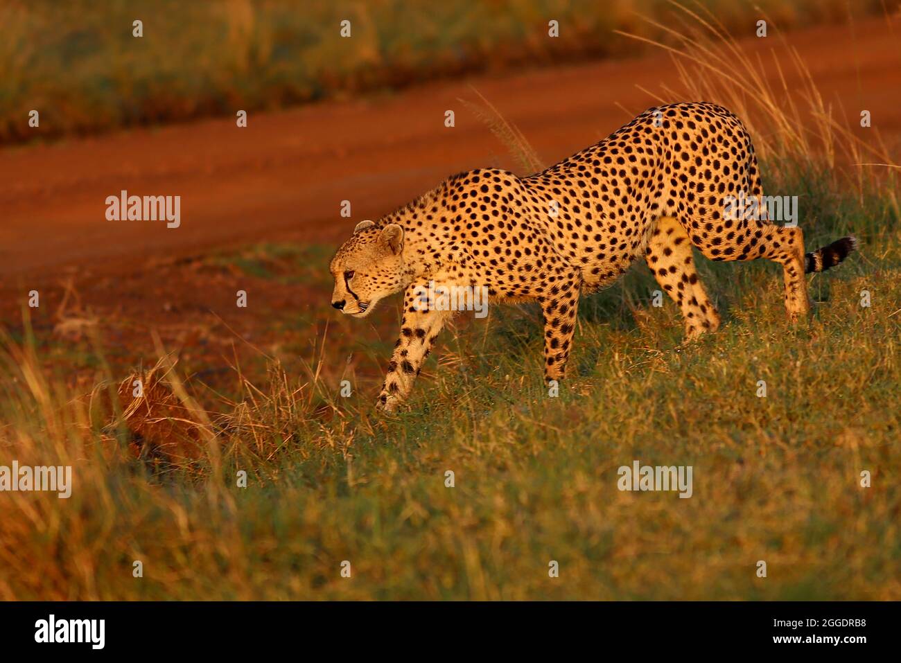 Bedroht, Gefährlich, Geparde sind schöne Raubkatzen oder Großkatzen und die schnellsten Landtiere der Welt.. Afrika, Serengeti, Tansania, Kenia, Stock Photo