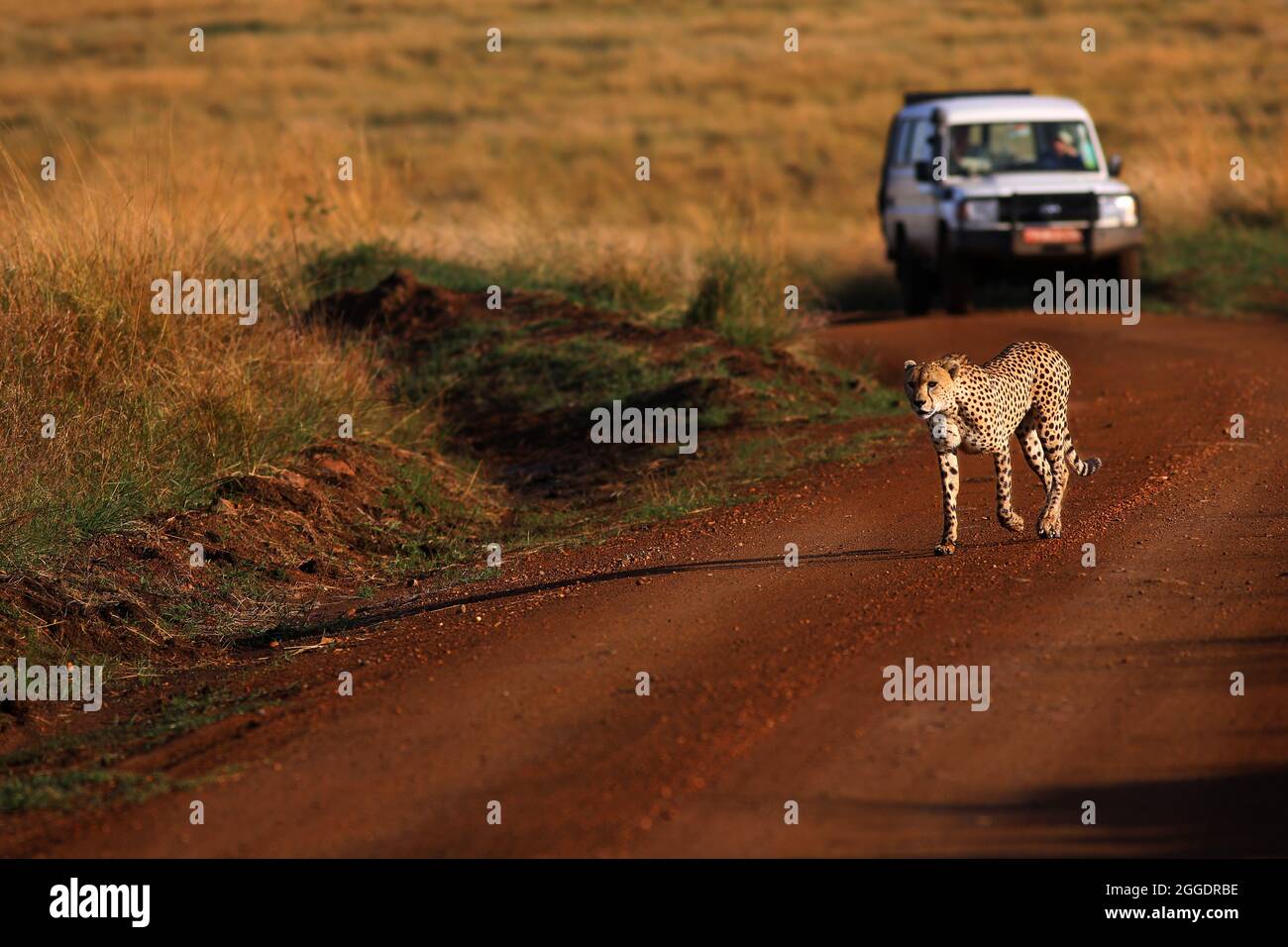 Bedroht, Gefährlich, Geparde sind schöne Raubkatzen oder Großkatzen und die schnellsten Landtiere der Welt.. Afrika, Serengeti, Tansania, Kenia, Stock Photo