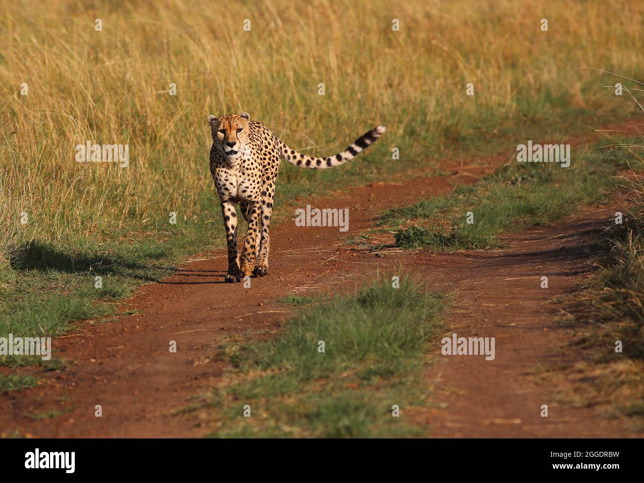 Bedroht, Gefährlich, Geparde sind schöne Raubkatzen oder Großkatzen und die schnellsten Landtiere der Welt.. Afrika, Serengeti, Tansania, Kenia, Stock Photo