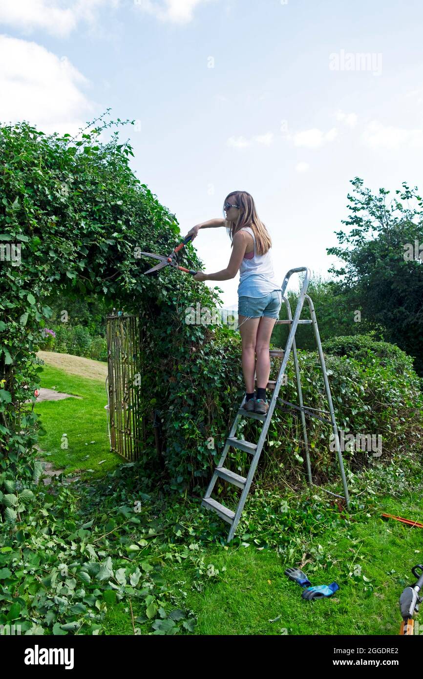 Young woman rear back view gardener using shears standing on a ladder trimming evergreen arch hedge in UK countryside garden Wales UK   KATHY DEWITT Stock Photo