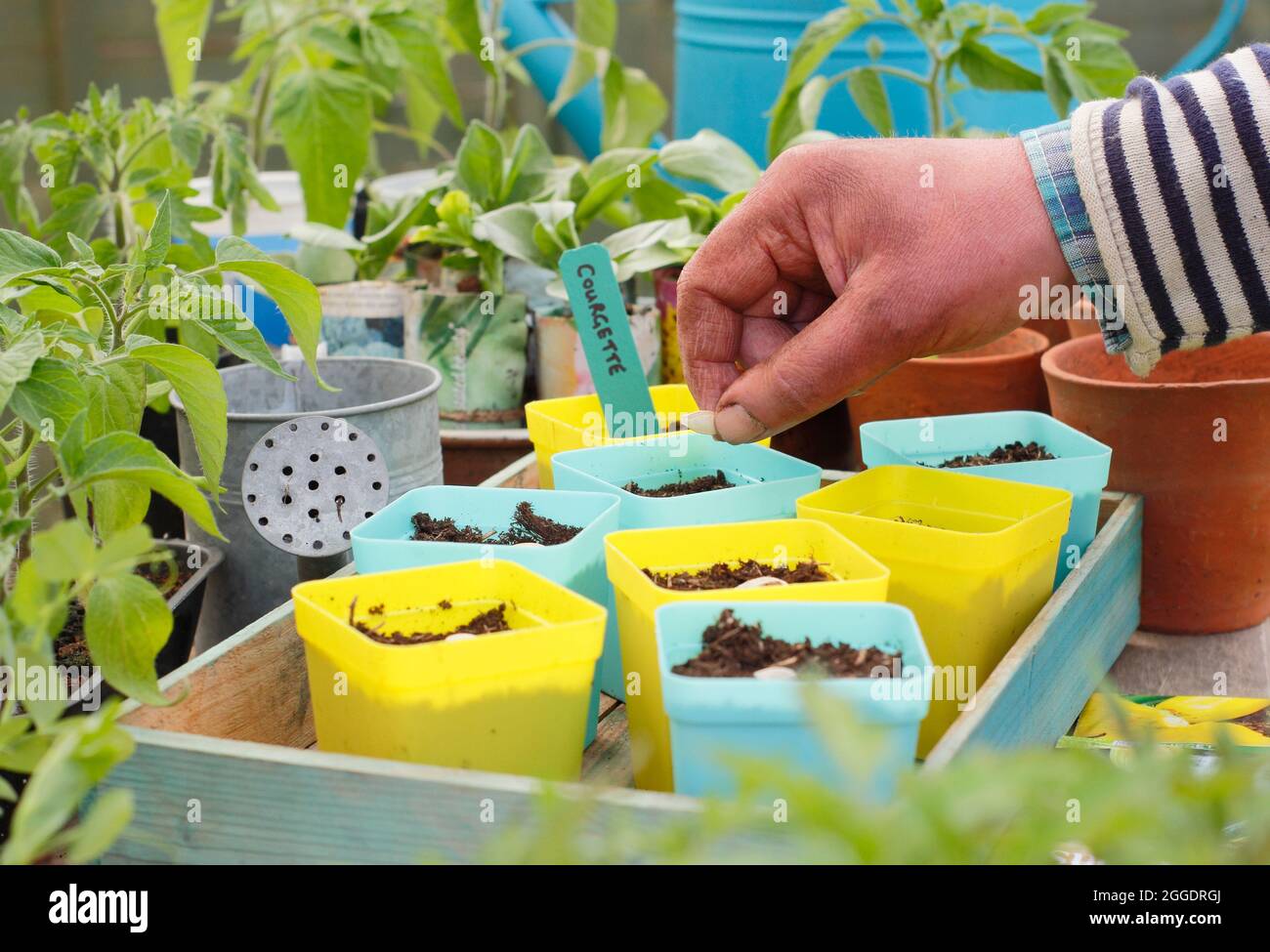 Sowing courgettes. Sowing courgette 'Defender' by placing each seed on its side edge