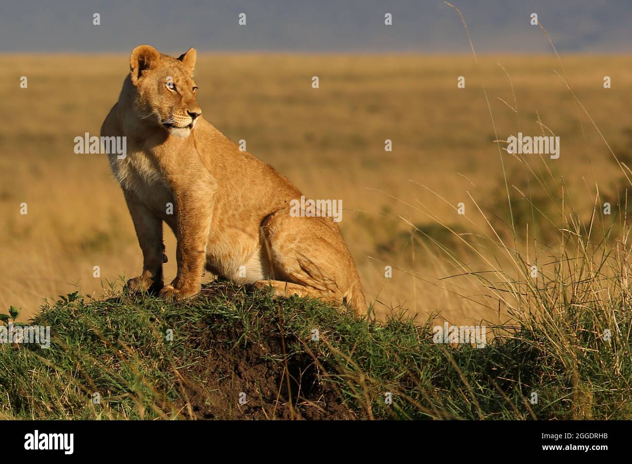 Der Löwe ist das zweitgrößte Raubtier der Welt, Die großen Raubkatzen sind in Gefahr und vom Aussterben bedroht. Sie sind stolz und Majestätisch Stock Photo