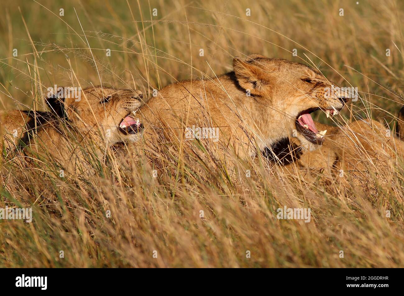 Der Löwe ist das zweitgrößte Raubtier der Welt, Die großen Raubkatzen sind in Gefahr und vom Aussterben bedroht. Sie sind stolz und Majestätisch Stock Photo