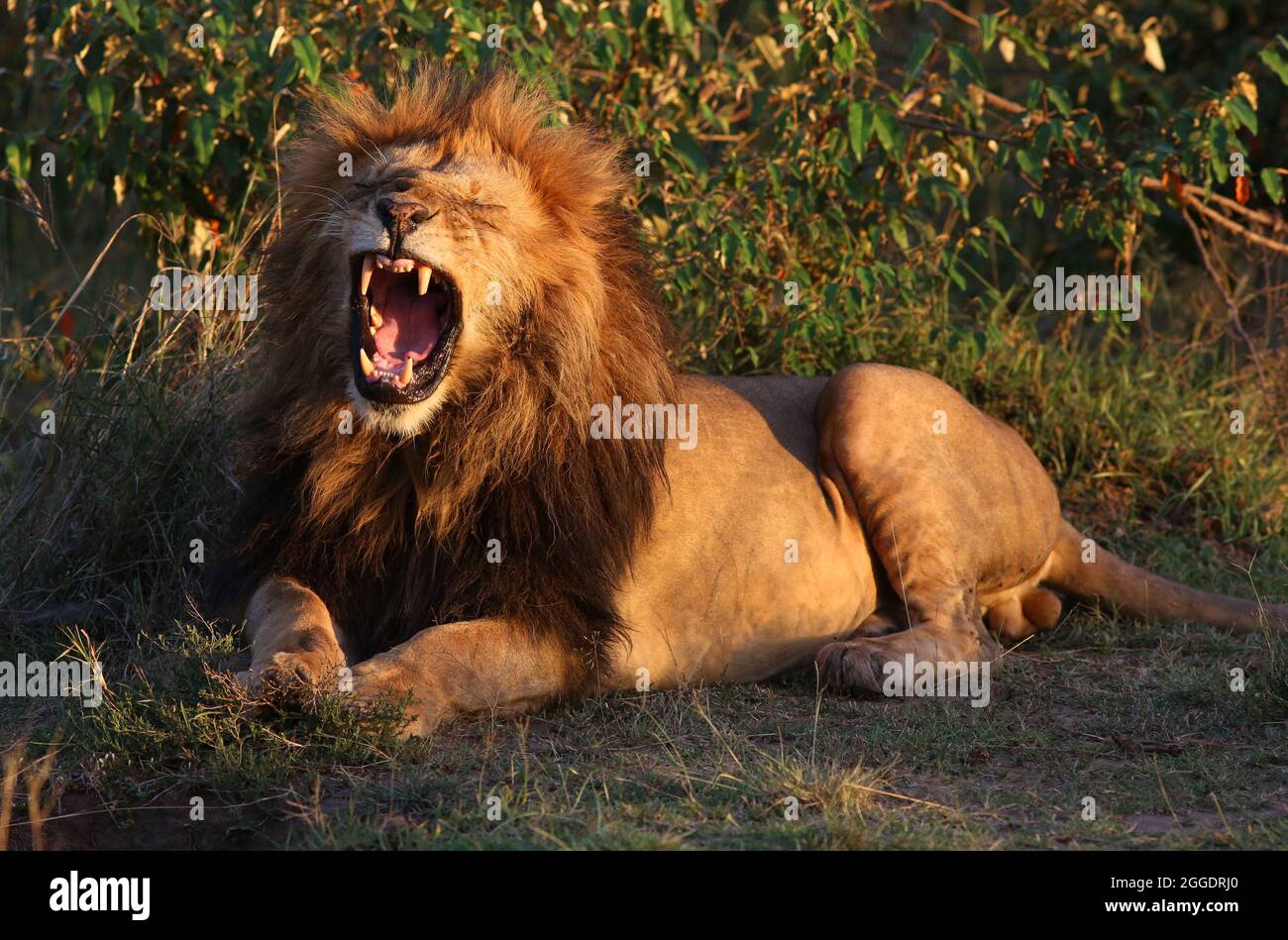 Der Löwe ist das zweitgrößte Raubtier der Welt, Die großen Raubkatzen sind in Gefahr und vom Aussterben bedroht. Sie sind stolz und Majestätisch Stock Photo