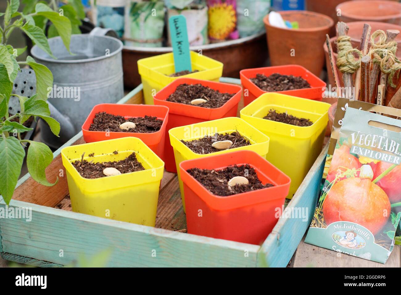 Sowing squash. Sowing winter squash 'Uchiki Kiri' by placing each seed on its side edge individually in pots. UK Stock Photo