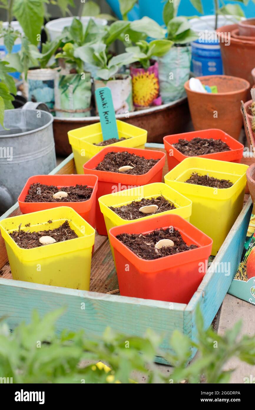 Sowing squash. Sowing winter squash 'Uchiki Kiri' by placing each seed on its side edge individually in pots. UK Stock Photo