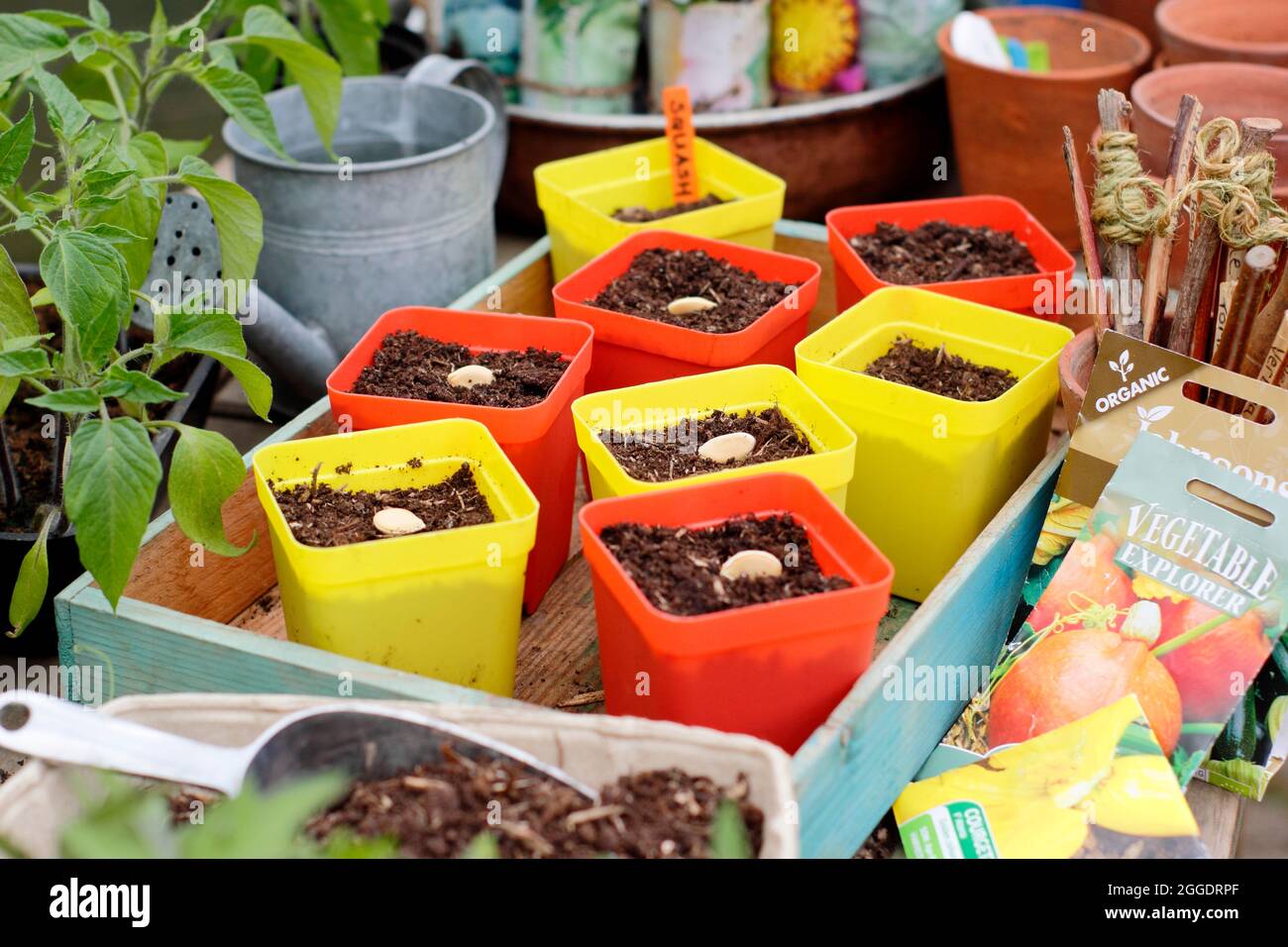 Sowing squash. Seeds of winter squash 'Uchiki kuri' placed on their side edge in a pot. UK Stock Photo