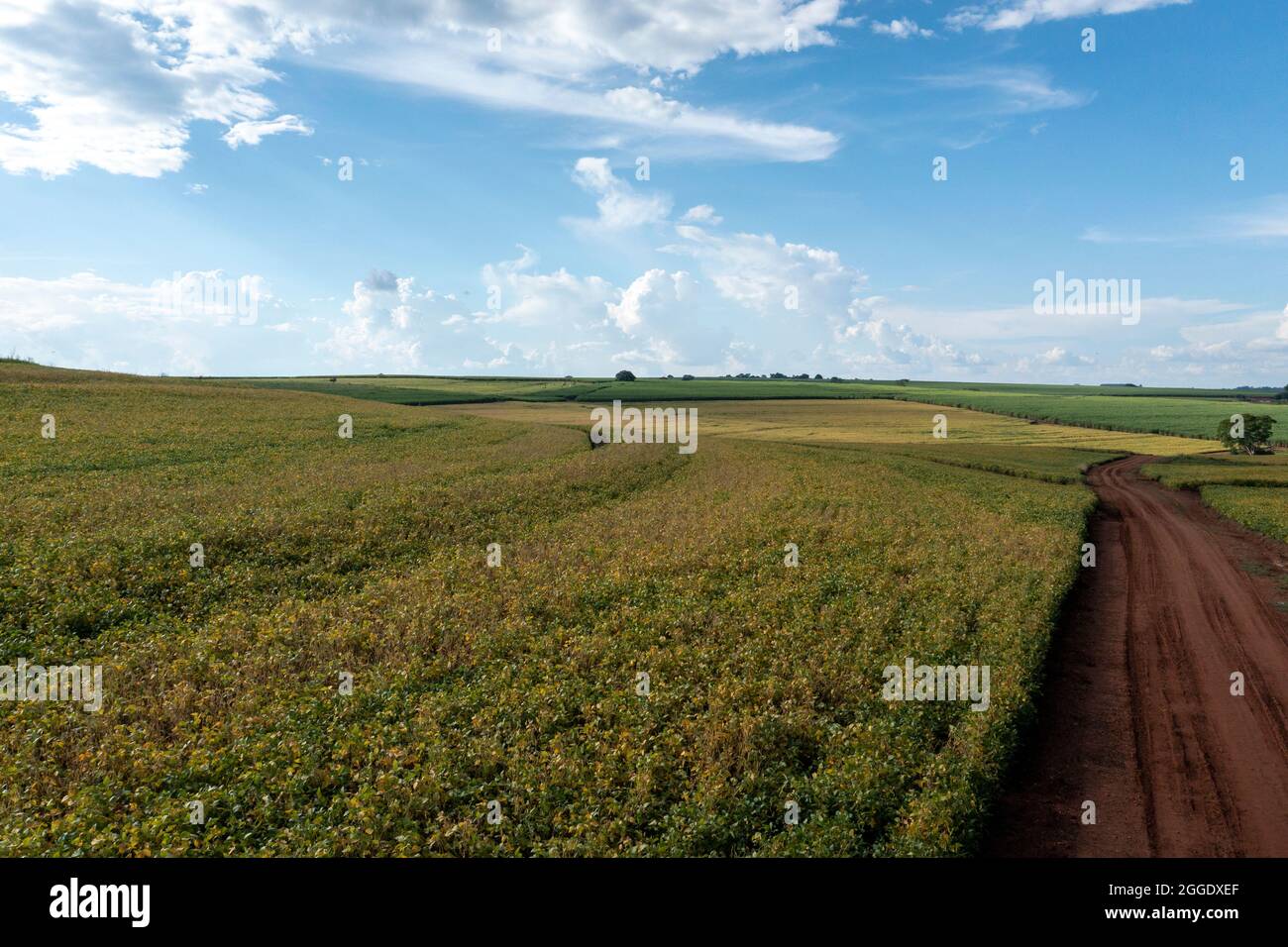Soybean cultivation brazil hi-res stock photography and images - Alamy