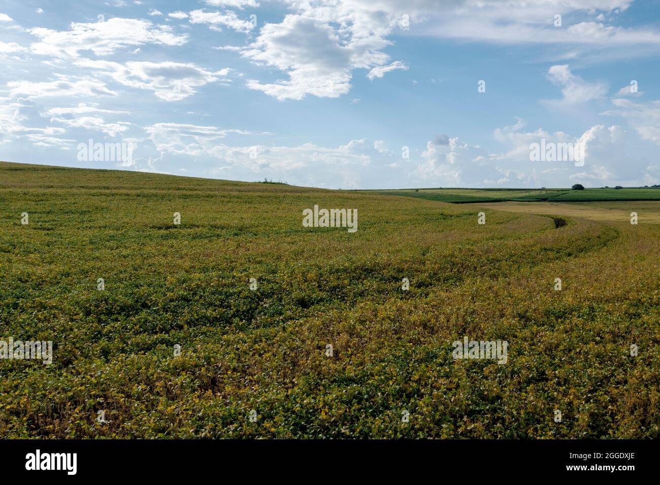Soybean cultivation brazil hi-res stock photography and images - Alamy