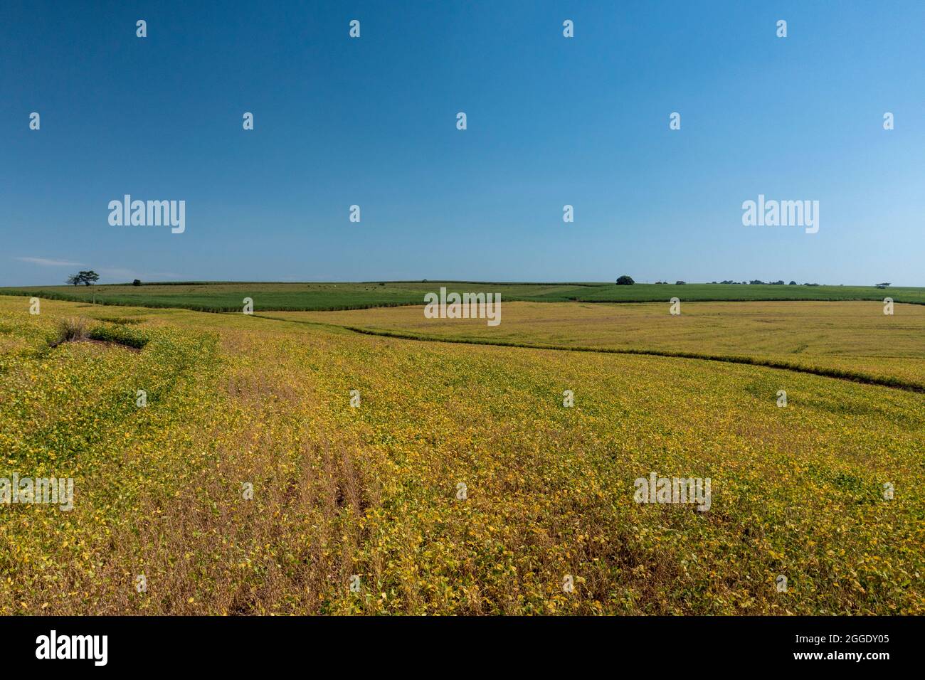 Soy plantation brazil hi-res stock photography and images - Alamy