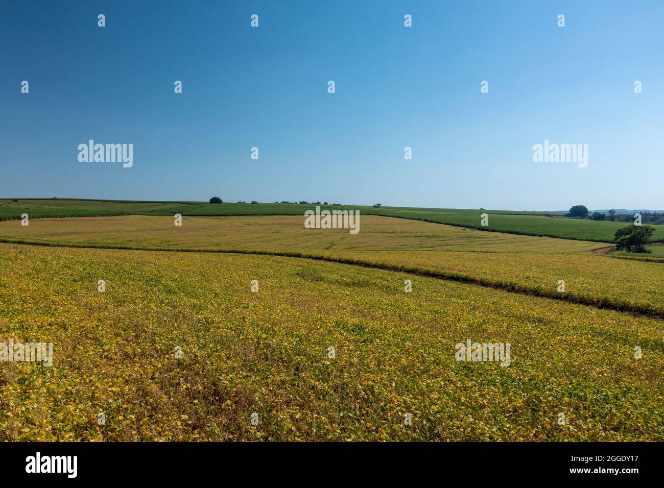 Soy cultivation brazil hi-res stock photography and images - Alamy