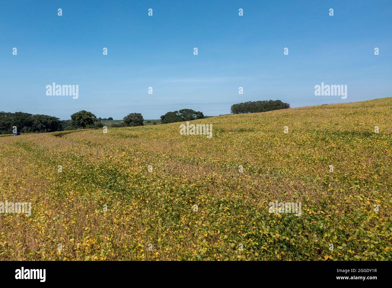 Brazil soy field aerial hi-res stock photography and images - Alamy