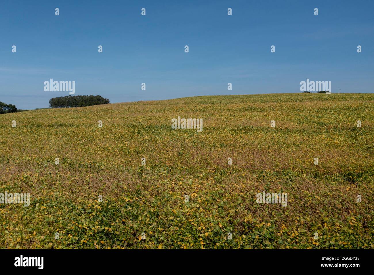 Brazil soy field aerial hi-res stock photography and images - Alamy