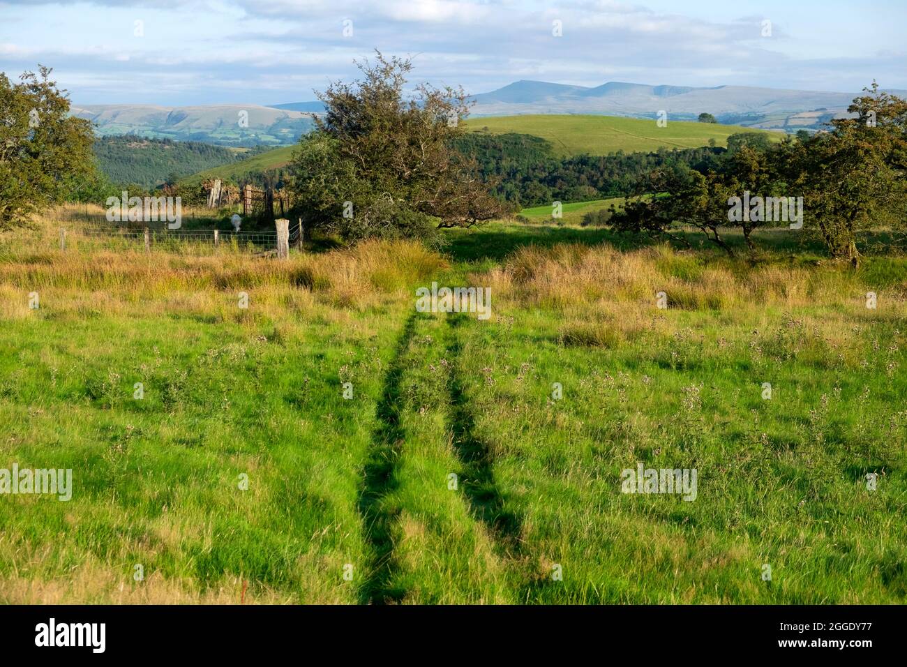 Track on land in Carmarthenshire Wales UK countryside 2021 looking east to Llandeusant and Black Mountain from Llanwrda hills in August KATHY DEWITT Stock Photo