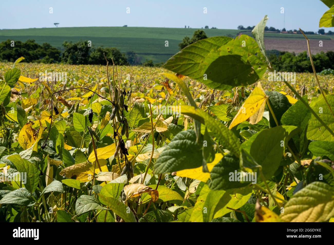 Soybean brazil hi-res stock photography and images - Alamy