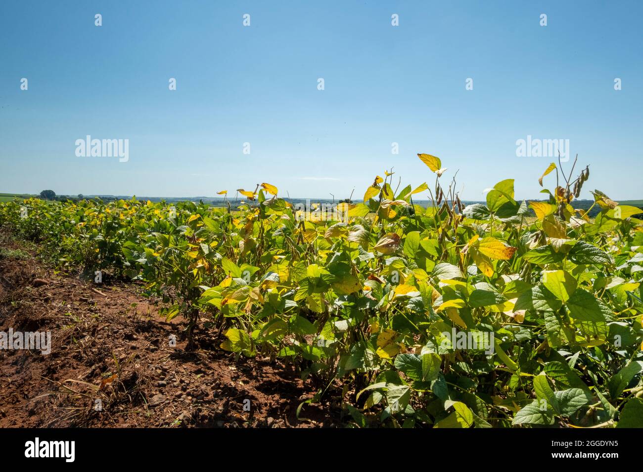 Soybean cultivation brazil hi-res stock photography and images - Alamy