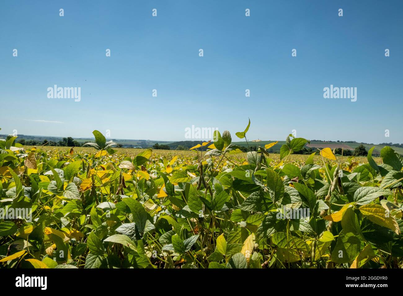 Soybean brazil not soybeans hi-res stock photography and images - Alamy