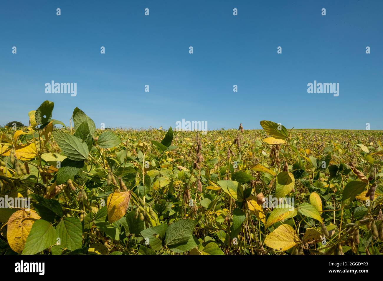 Soybean pod plant brazil hi-res stock photography and images - Alamy