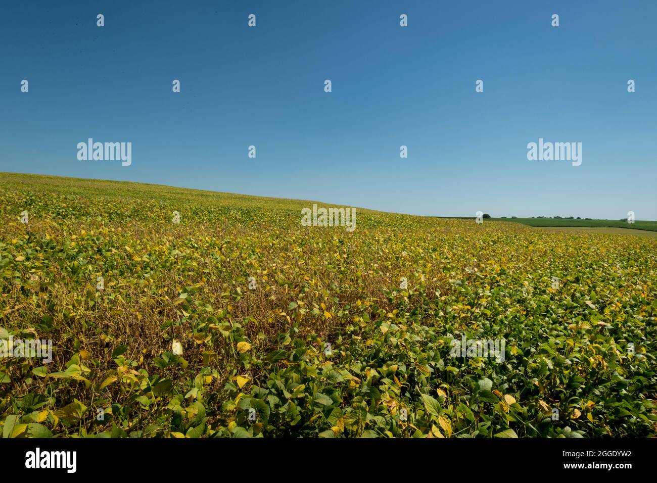 Soybean cultivation brazil hi-res stock photography and images - Alamy