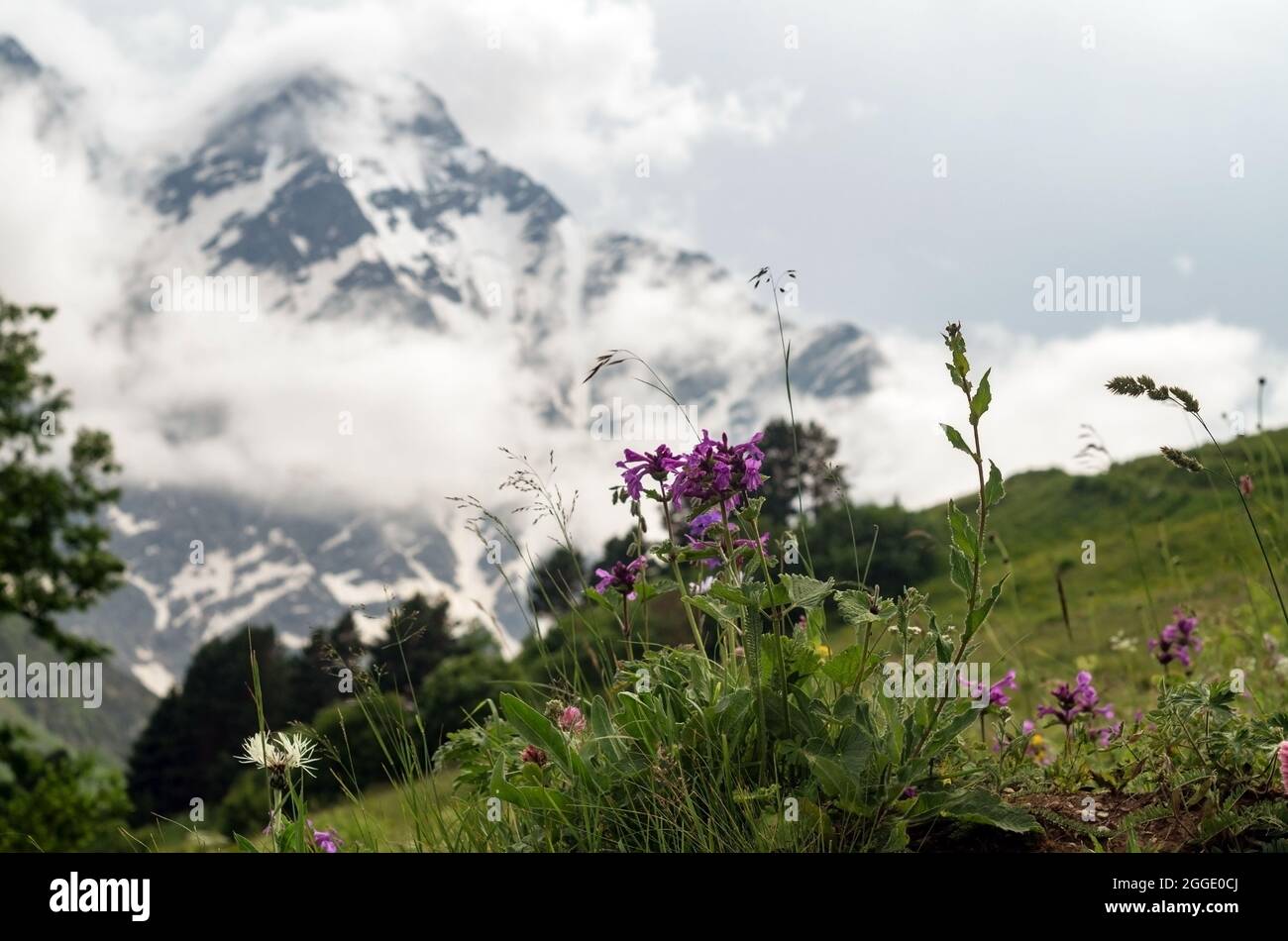 Meadow grasses against the background of mountains in clouds and fog. The Caucasus Mountains on a cloudy day. Stock Photo
