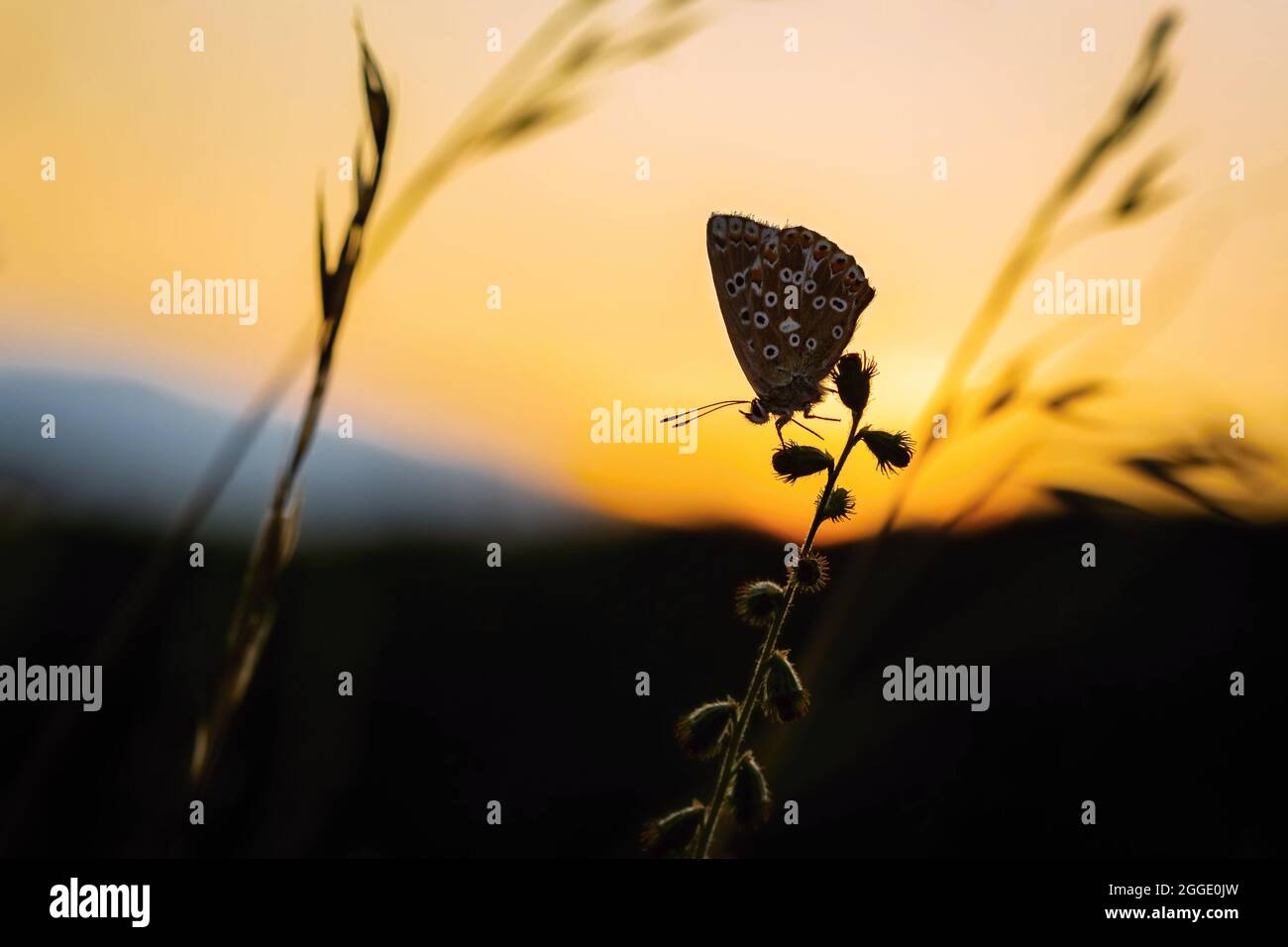 A silhouette of a female chalk hill blue butterfly sleeping on a plant. Orange and yellow sunset sky in the background. Summer evening in nature. Stock Photo