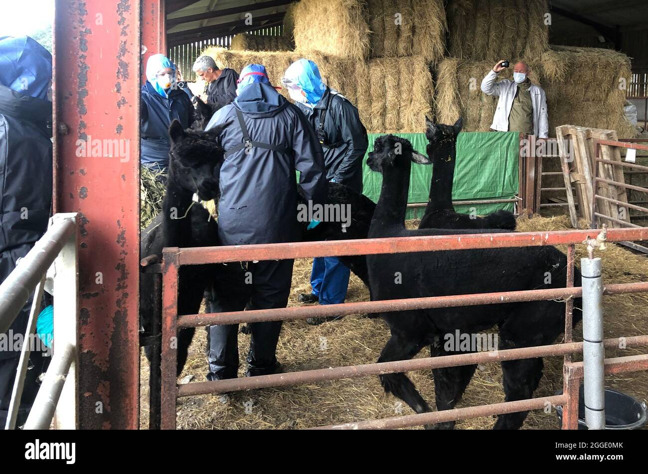 Unidentified workers from the Animal and Plant Health Agency (APHA), who  arrived with a police escort, seek to identify Geronimo the Alpaca at  Shepherds Close Farm in Wooton Under Edge, Gloucestershire, before