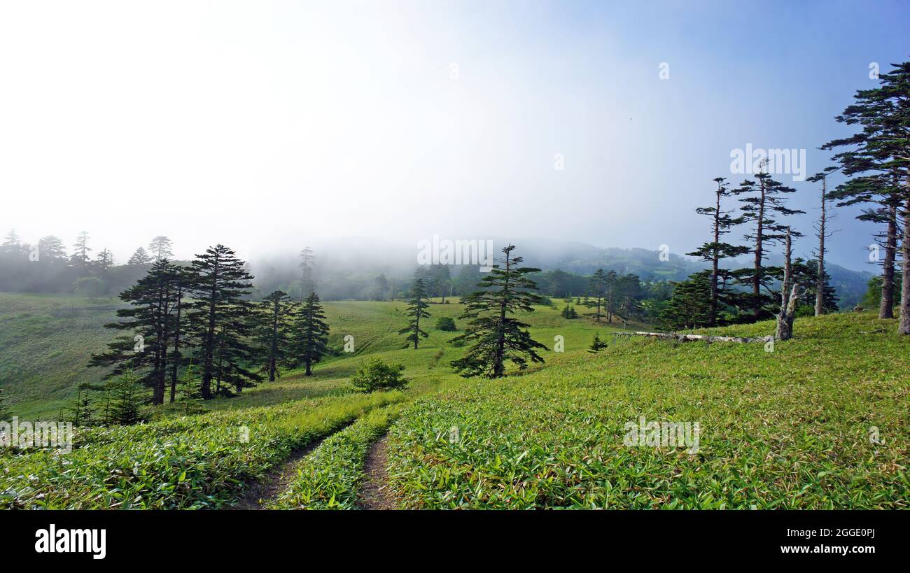 Green summer landscape. Shikotan Island in the Far East. The Kuril Islands. Blooming meadows. Stock Photo