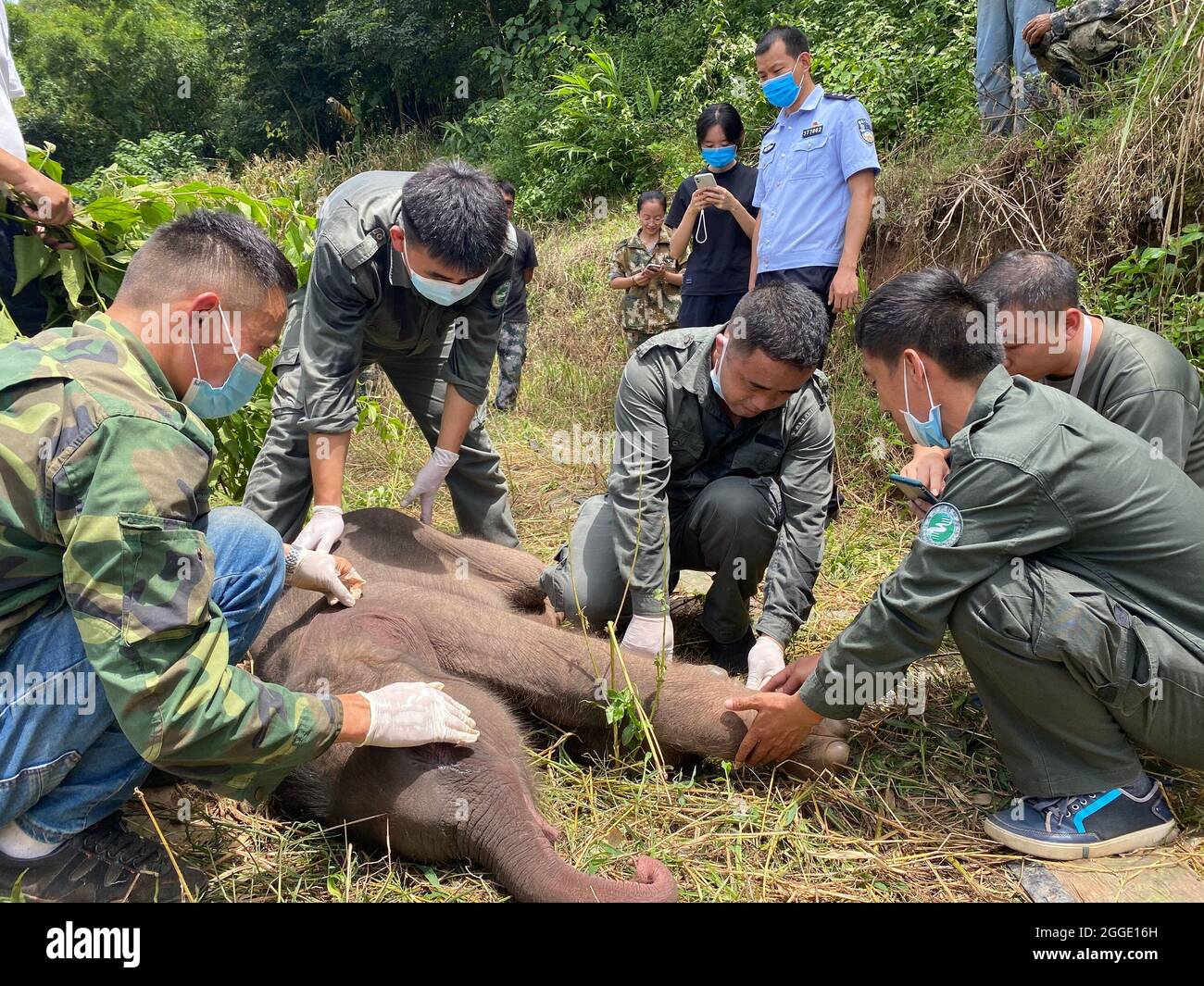 (210831) -- KUNMING, Aug. 31, 2021 (Xinhua) -- Rescuers examine the sick baby elephant in Xishuangbanna Dai Autonomous Prefecture, southwest China's Yunnan Province, Aug. 29, 2021. A newborn baby elephant in Xishuangbanna was abandoned by its herd only six days after its birth due to severe diseases including suppuration of umbilical cord. Local authorities have carried out emergency treatment for the ailing baby elephant. The doctor who is in charge of its treatment said on Tuesday that the baby elephant had recovered from its fever, and its illness and mental state showed a trend of impr Stock Photo