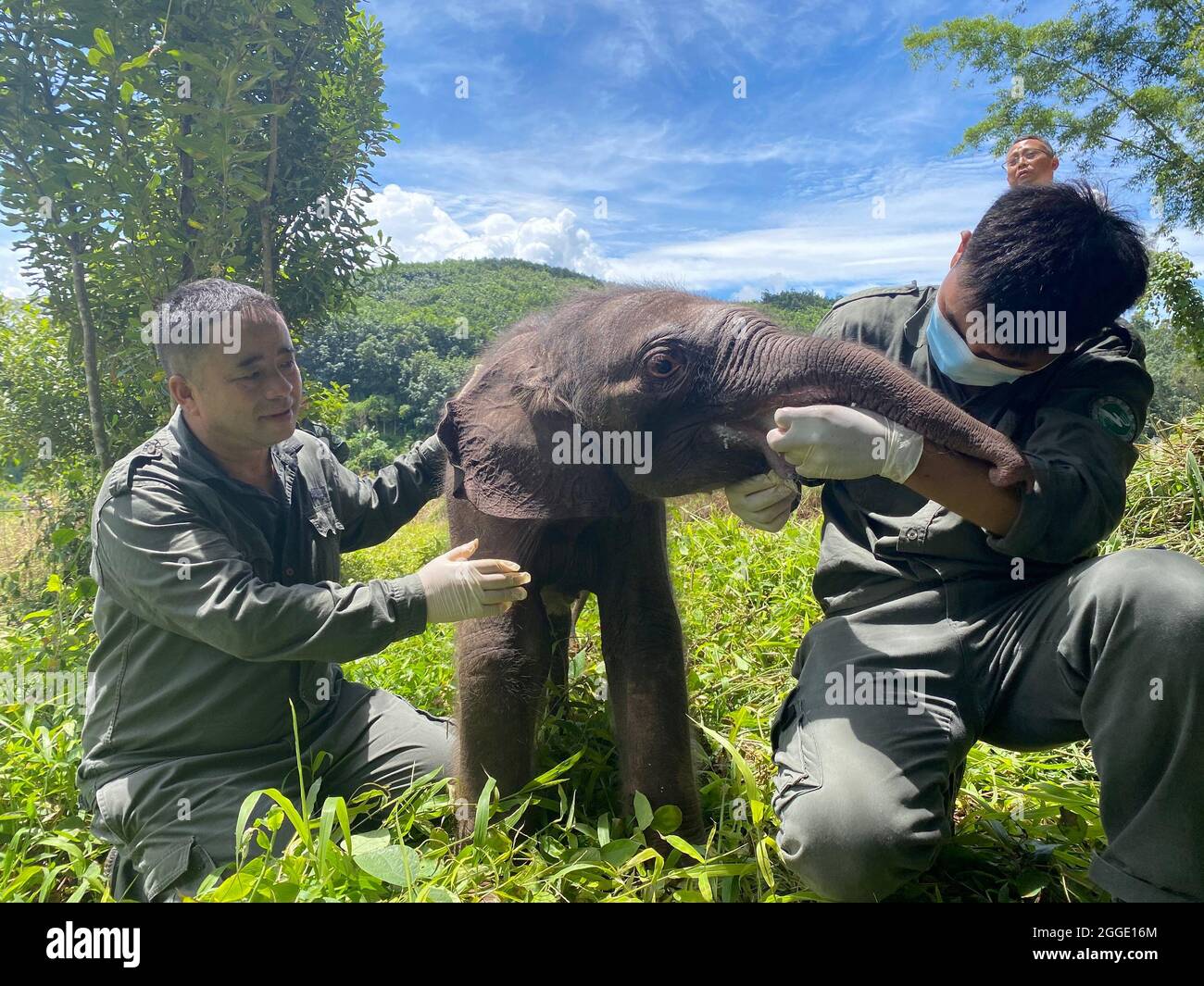 (210831) -- KUNMING, Aug. 31, 2021 (Xinhua) -- Rescuers feed the sick baby elephant in Xishuangbanna Dai Autonomous Prefecture, southwest China's Yunnan Province, Aug. 29, 2021. A newborn baby elephant in Xishuangbanna was abandoned by its herd only six days after its birth due to severe diseases including suppuration of umbilical cord. Local authorities have carried out emergency treatment for the ailing baby elephant. The doctor who is in charge of its treatment said on Tuesday that the baby elephant had recovered from its fever, and its illness and mental state showed a trend of improve Stock Photo