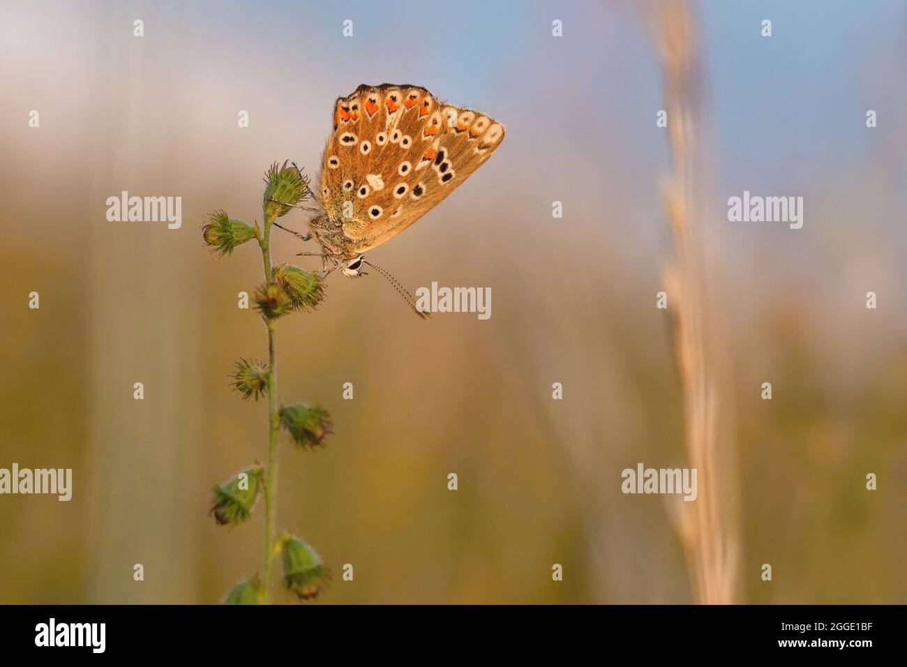 A Female Chalk Hill Blue Butterfly Sitting Upside Down On A Plant 