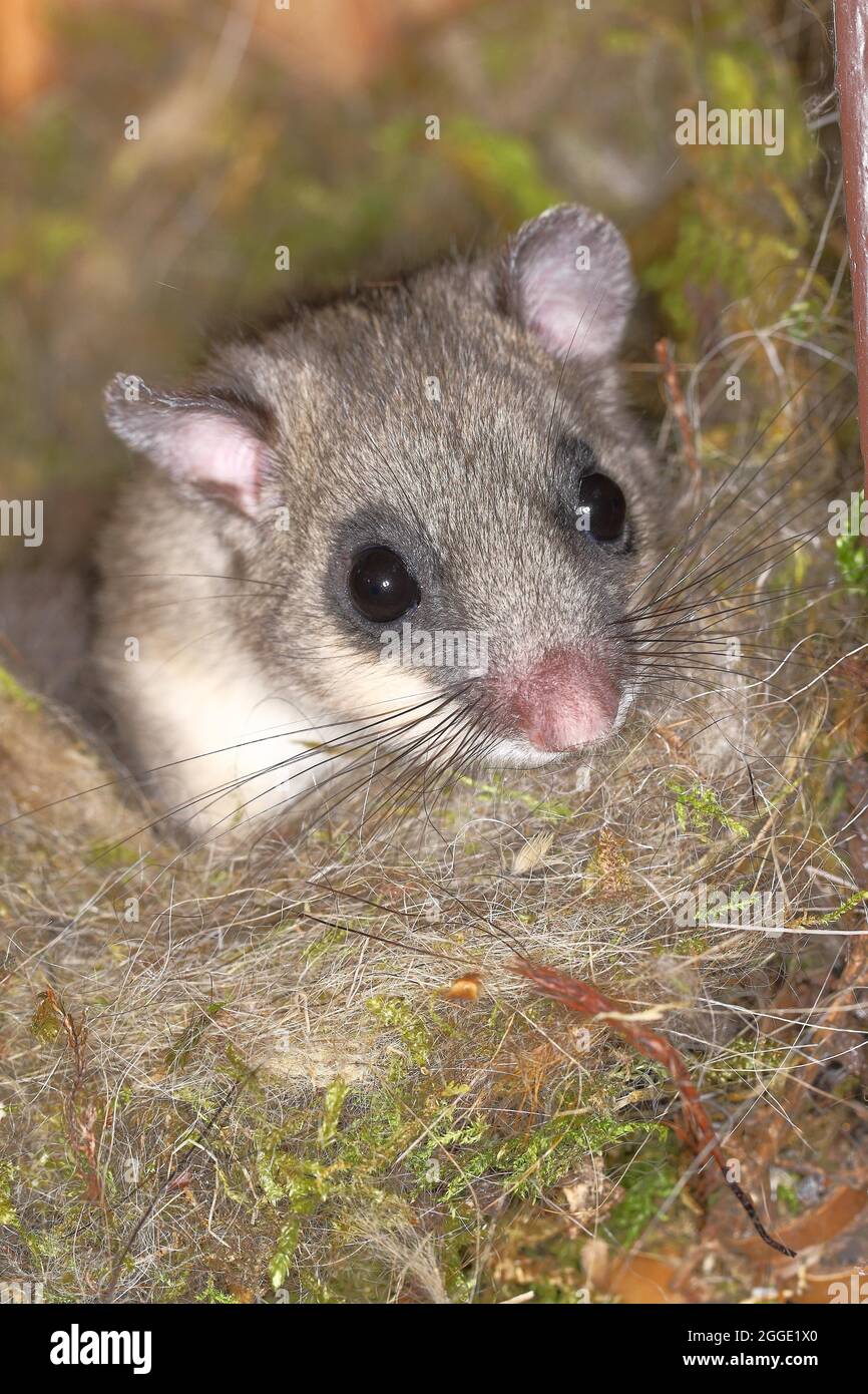 Edible dormouse (Glis glis) in a nesting box as a summer roost, animal portrait, Siegerland, North Rhine-Westphalia, Germany Stock Photo