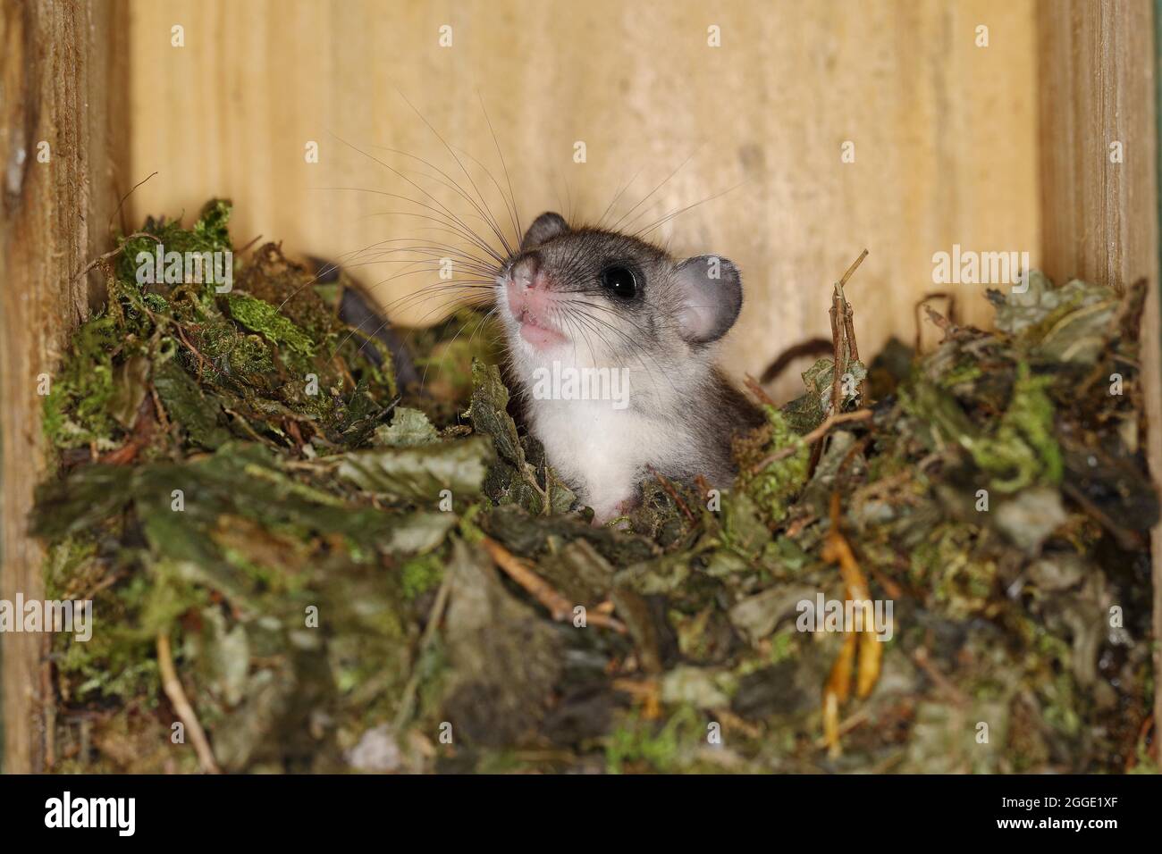 Edible dormouse (Glis glis) in a nesting box as a summer roost, animal portrait, Siegerland, North Rhine-Westphalia, Germany Stock Photo