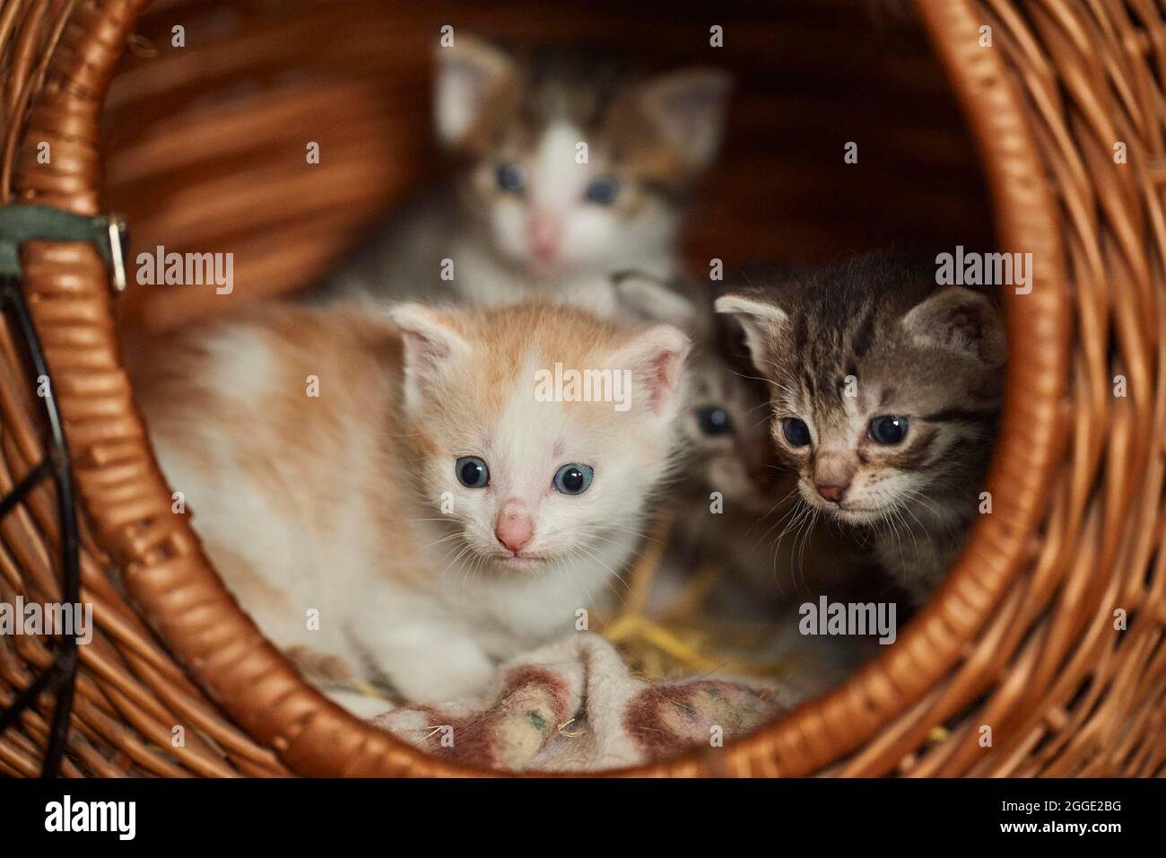 Domestic cat (Felis catus) kitten, Bavaria, Germany Stock Photo Alamy