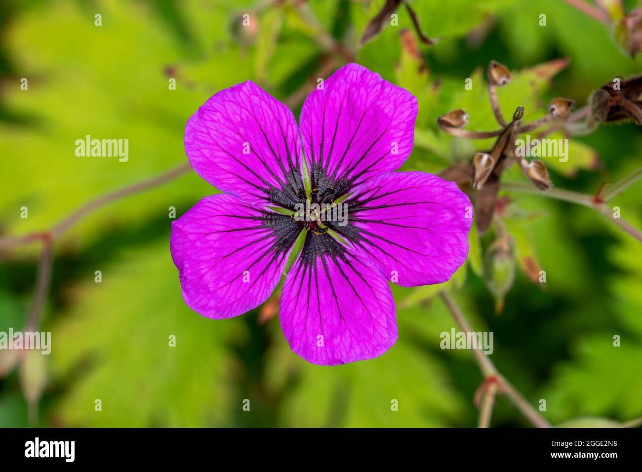 Geranium x Oxonianum 'Wageningen' a summer flowering plant with a pink purple summertime flower commonly known as meadow cranesbill, stock photo image Stock Photo