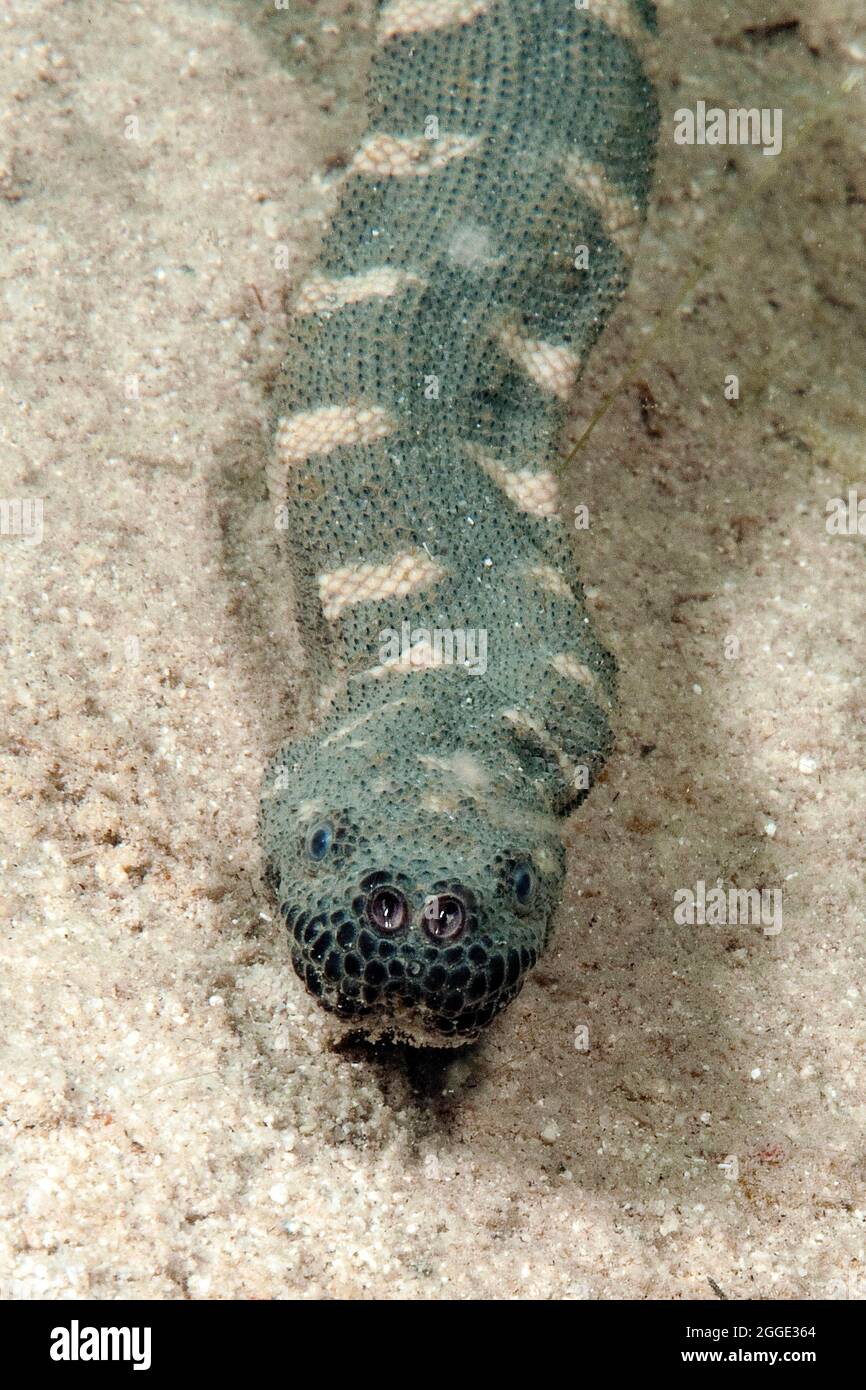Indian warty snake (Acrochordus granulatus), Philippine Sea, Indian Ocean, Philippines Stock Photo