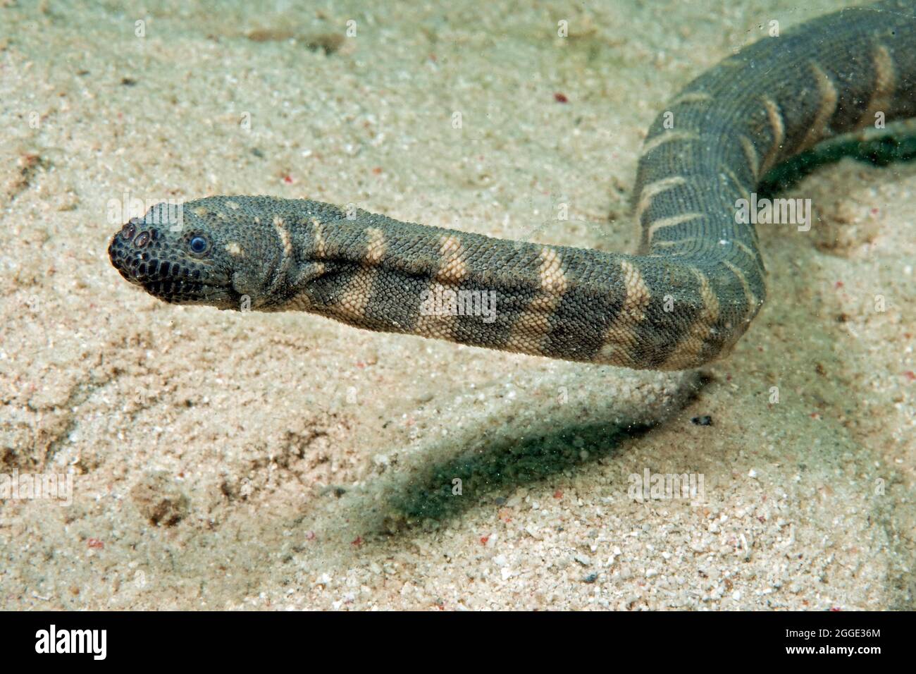 Indian warty snake (Acrochordus granulatus), Philippine Sea, Indian Ocean, Philippines Stock Photo