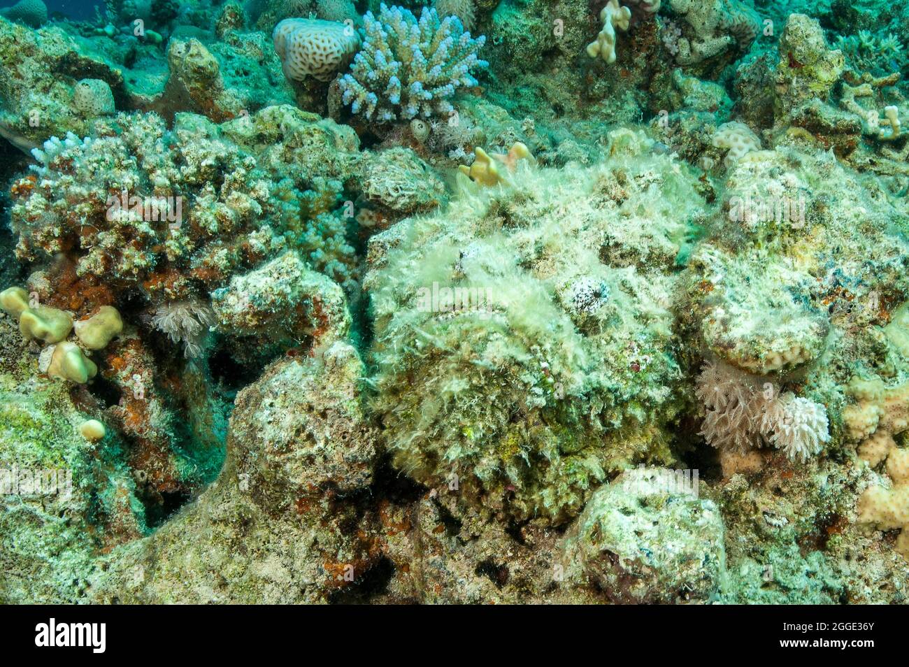 Reef Stonefish Synanceia Verrucosa Lies Camouflaged Among Stone ways-to-make-money-in-2025-caleb-s-woolner