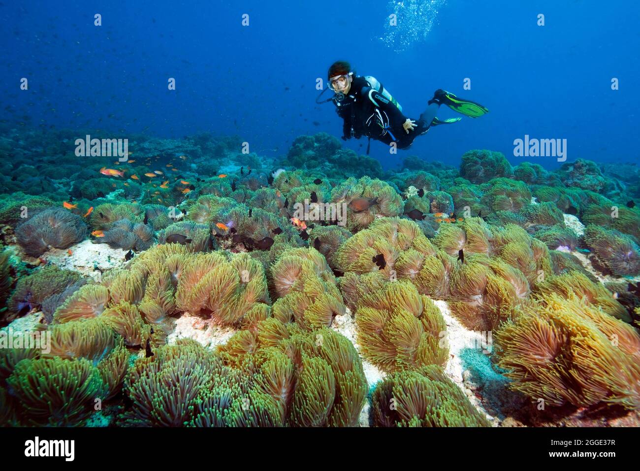 Colony of sebae anemones (Heteractis crispa) on seabed, diver behind, Indian Ocean, Maldives Stock Photo