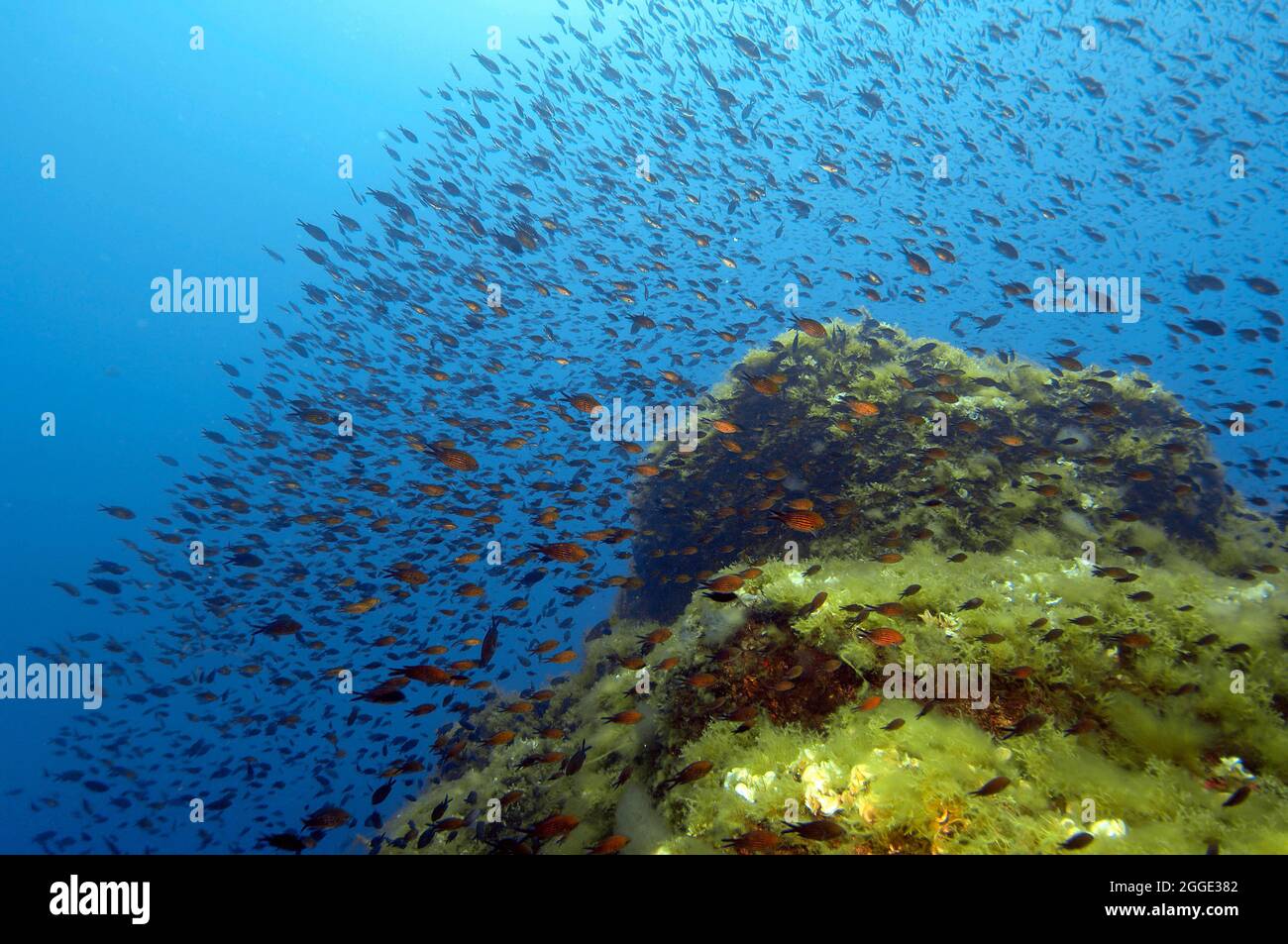 Shoal of Mediterranean Flagfish, Monkfish (Chromis chromis) Mediterranean Sea, Italy Stock Photo