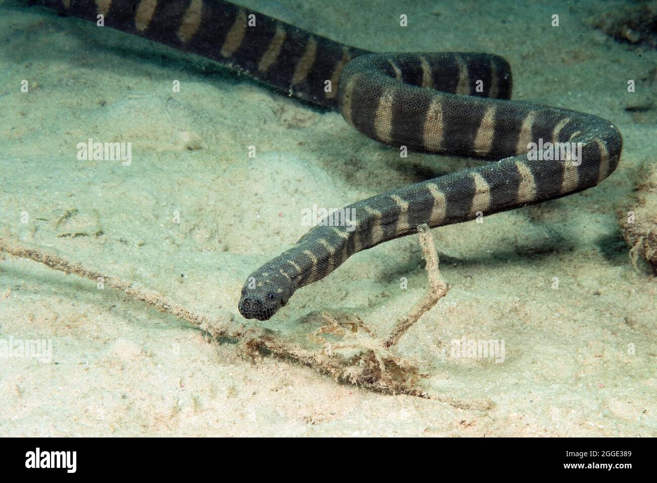 Indian warty snake (Acrochordus granulatus), non-venomous sea snake, Philippine Sea, Indian Ocean, Philippines Stock Photo