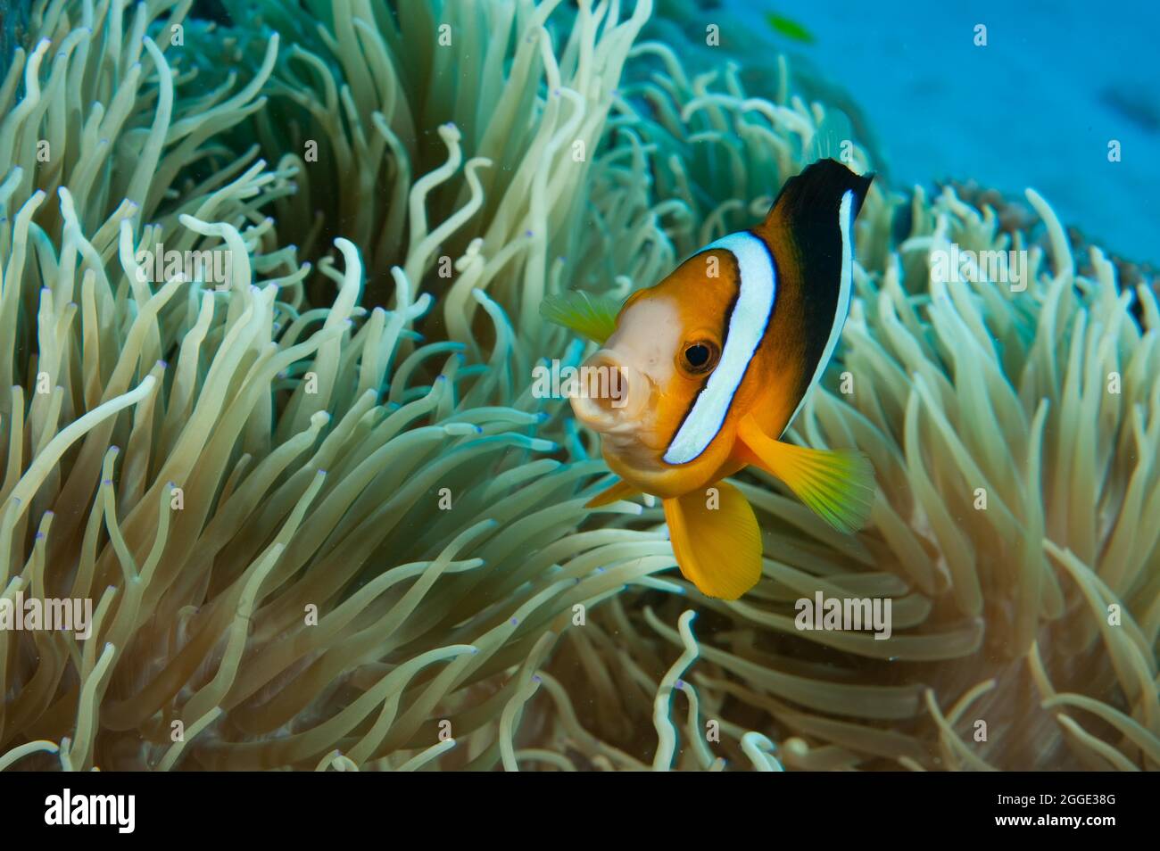 Madagascar anemonefish (Amphiprion latifasciatus) defends sea anemone, Indian Ocean, Pacific Ocean Stock Photo