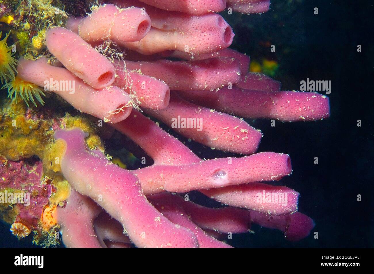 Pink cylinder sponge (Haliclona mediterranea), Mediterranean Sea, Capo d'Orso, Sardinia, Italy Stock Photo