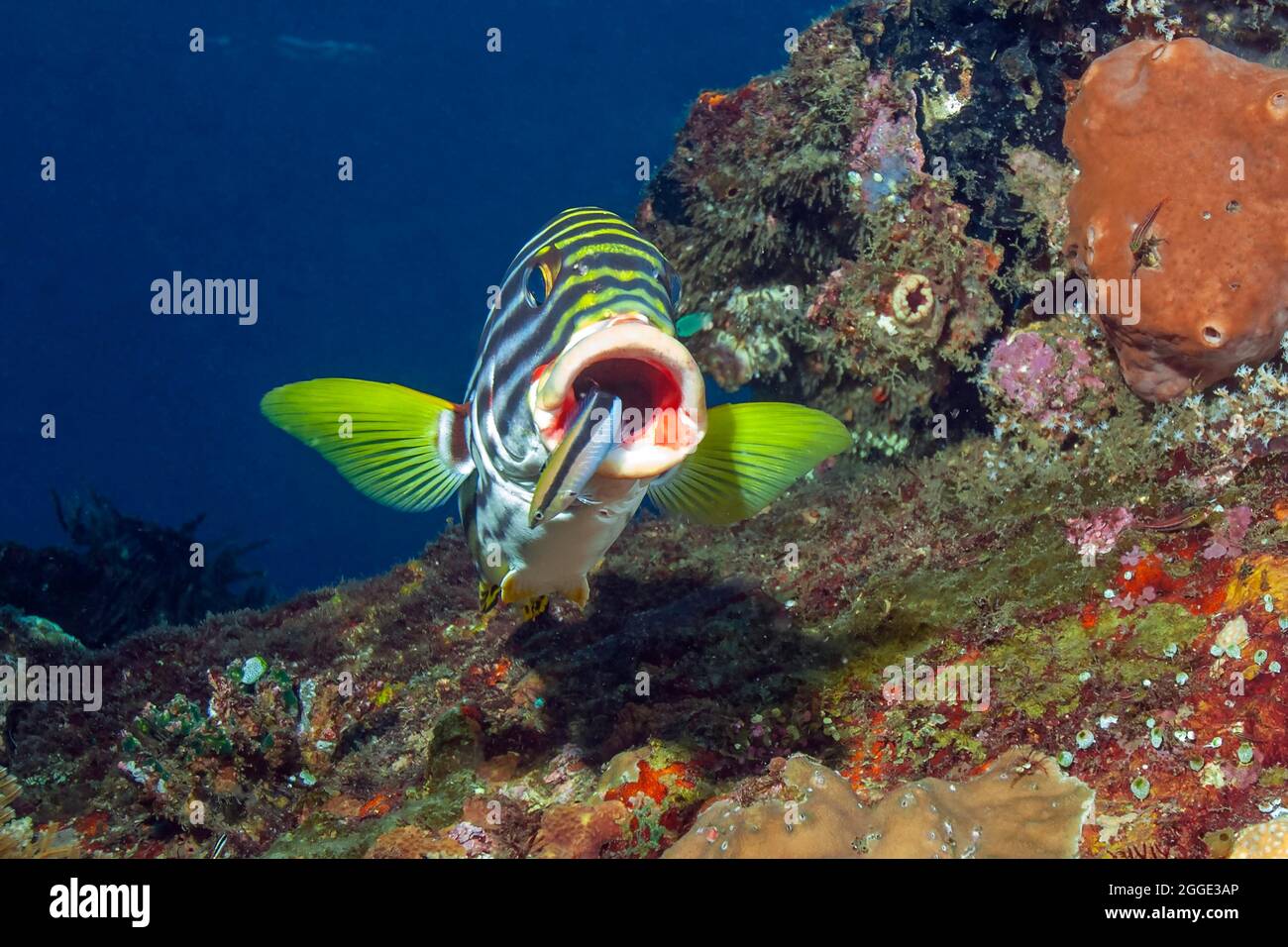 Sweetlips (Gaterin orentalis) opens mouth for Bluestreak cleaner wrasse (Labroides dimidiatus), Indian Ocean, Maldives Stock Photo
