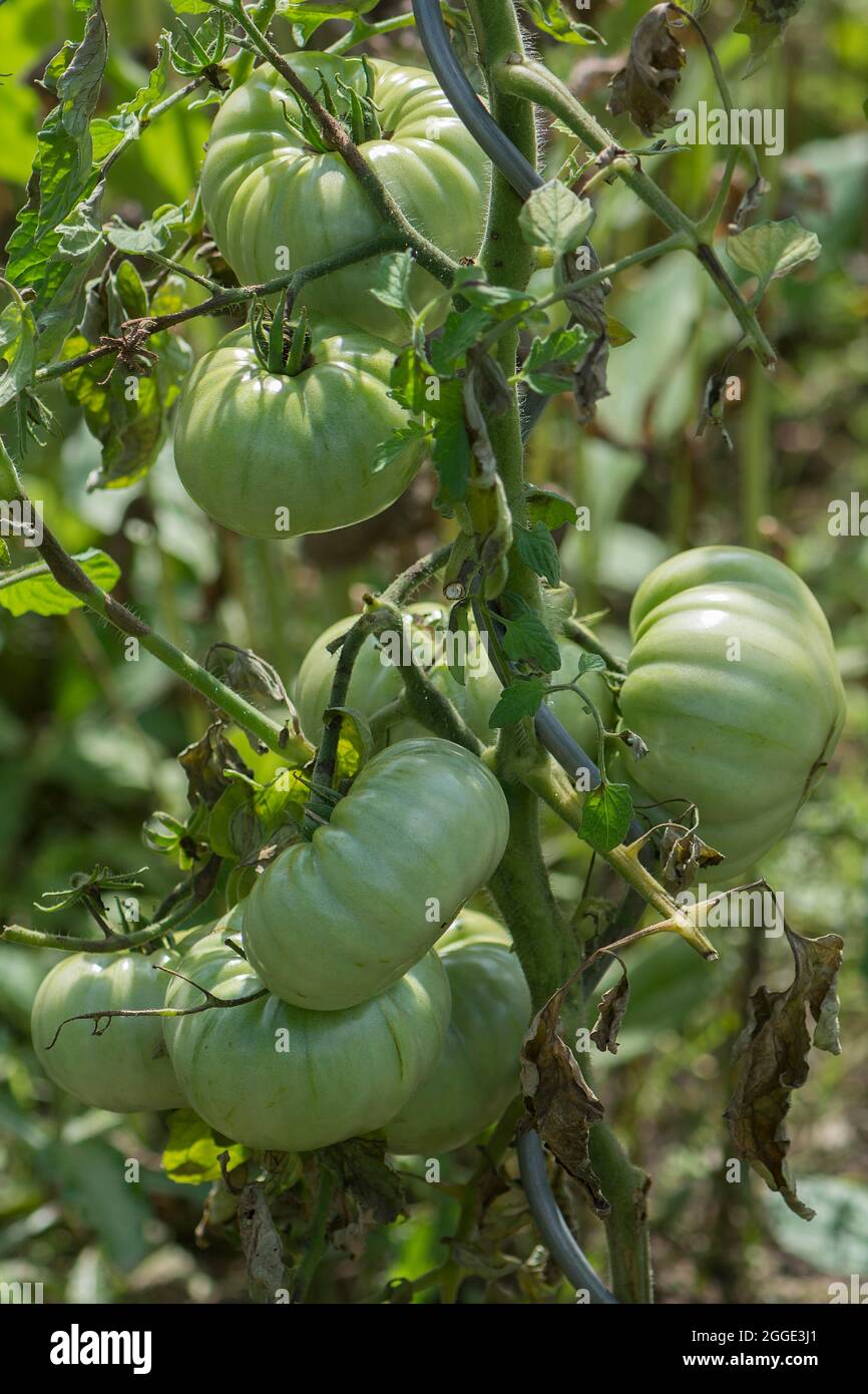 Unripe oxheart tomatoes (cuore di bue), Bavaria, Germany Stock Photo