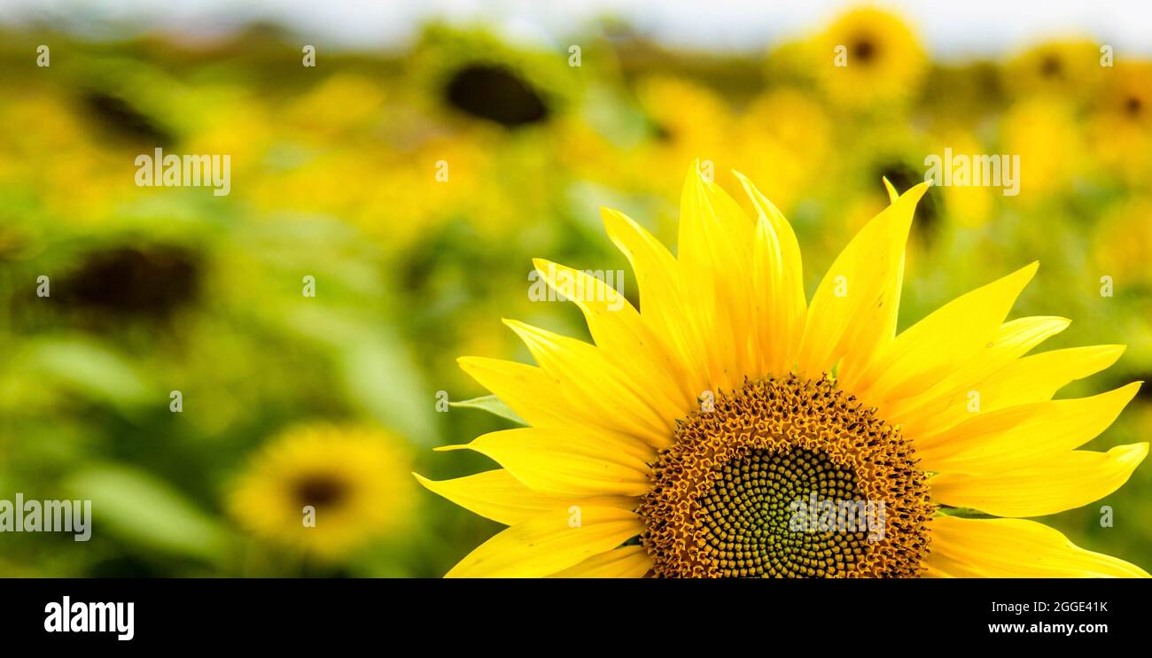 Details of a sunflower, sunflower close-up with copy space Stock Photo ...