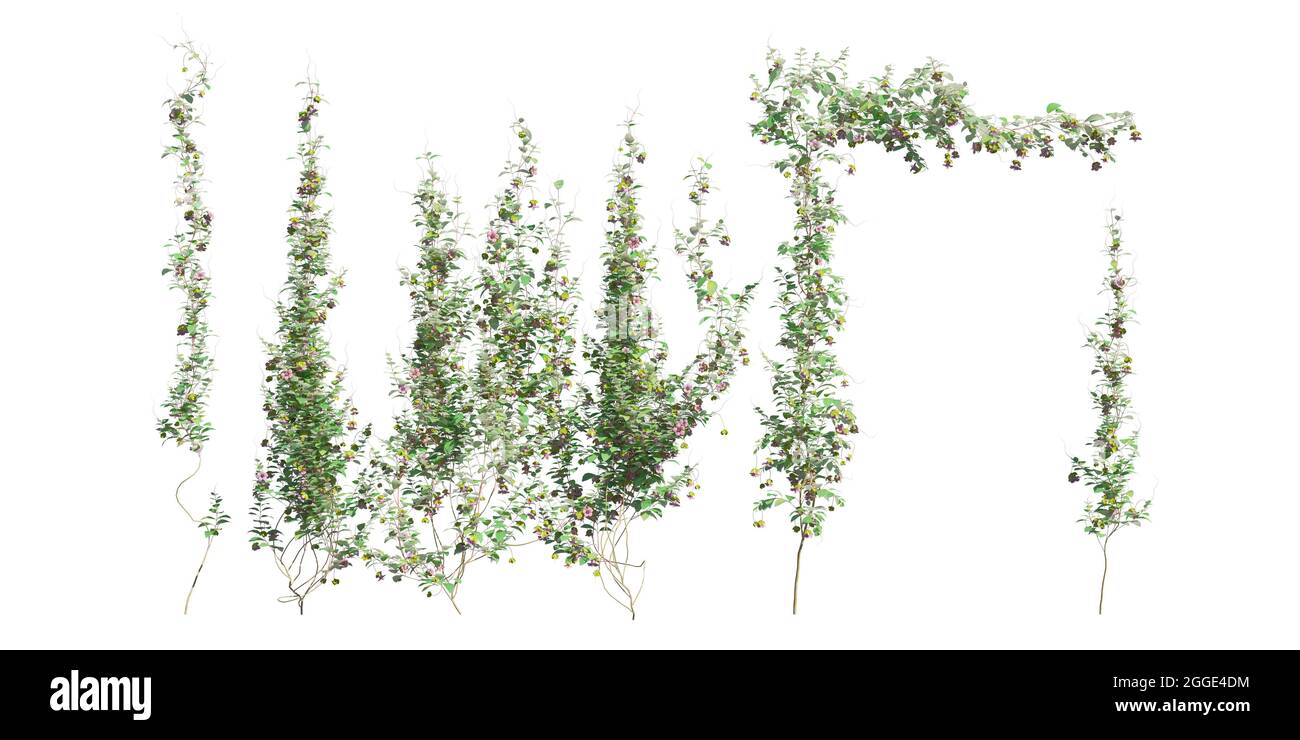 3D illustration climbing plants creepers isolated on white background
