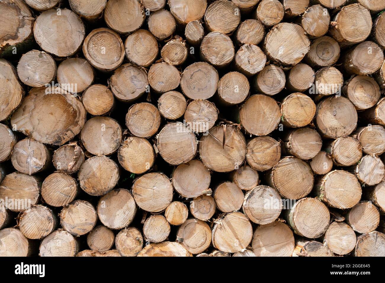 Timber industry, stacked logs, Baden-Wuerttemberg, Germany Stock Photo
